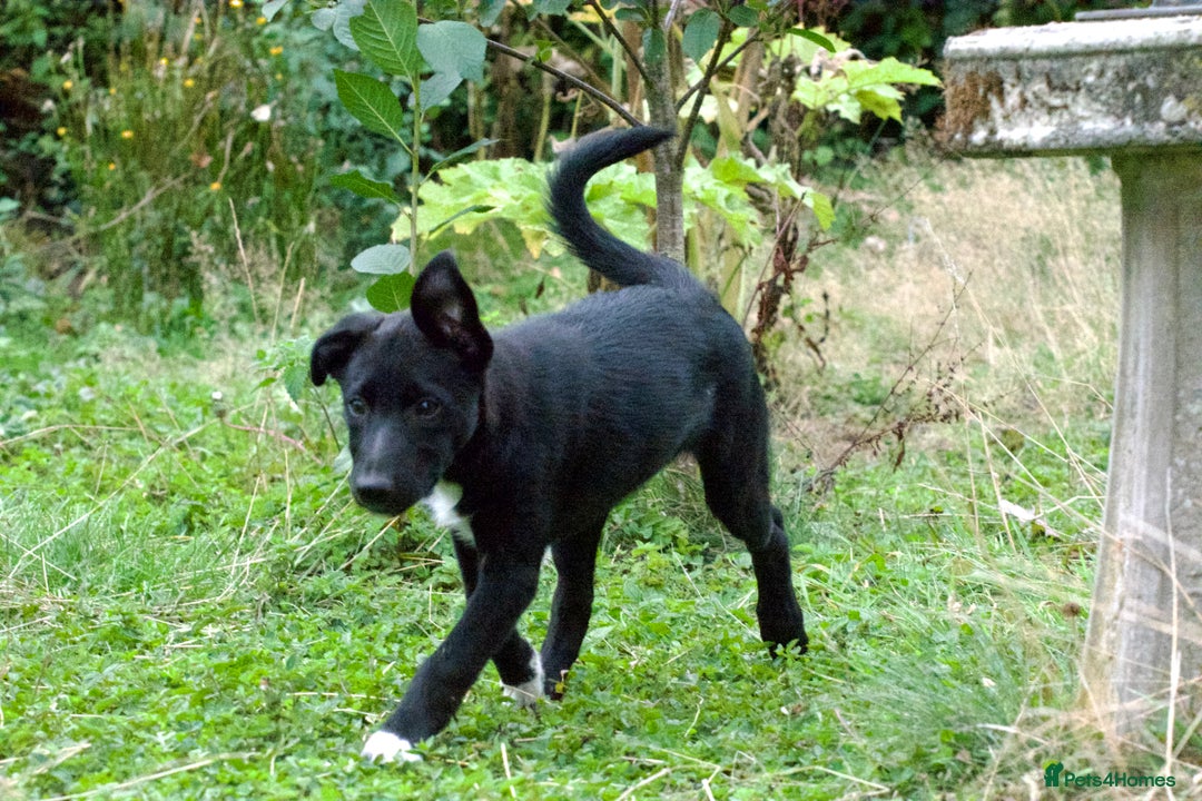 Mixed Breed dogs for sale: Kelpie x Collie puppies for sale!  - Image 10
