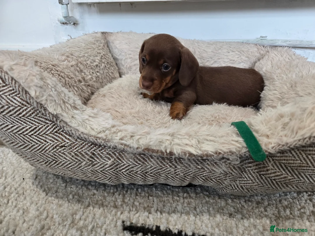 Miniature Dachshund dogs for sale: Ready to Leave! Miniature Dachshund Puppies - Advert 15