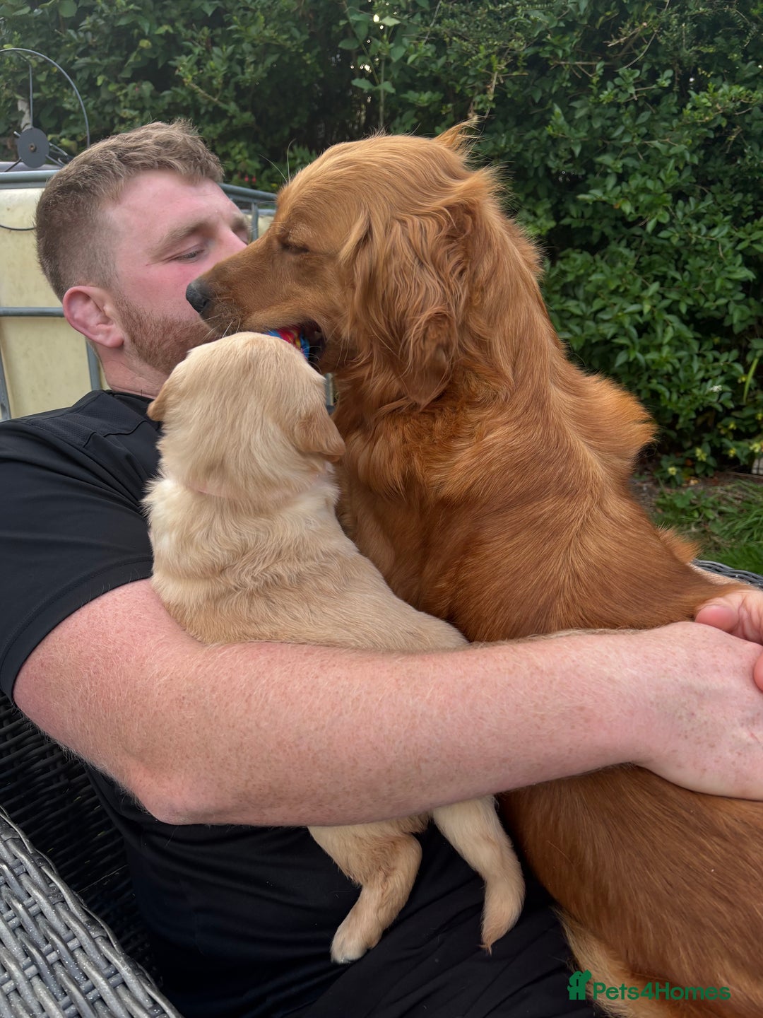 Golden Retriever dogs for sale: KC Registered Golden Retriever Puppies  - Image 3
