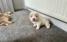 Shar Pei dogs for sale: Top quality bear coat sharpei  - Image 16