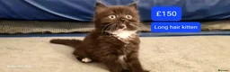 Mixed Breed cats for sale: Beautiful Mix Breed Kittens - Advert 3