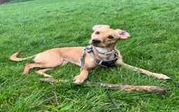 Mixed Breed dogs for sale: Female cocker spaniel X Whippet  - Image 8