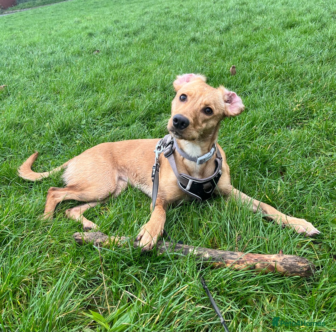 Mixed Breed dogs for sale: Female cocker spaniel X Whippet  - Image 8