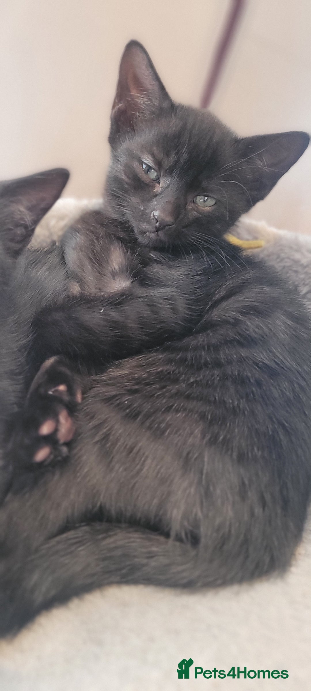 Bengal cats for sale: Black Bengal Kittens - Image 15