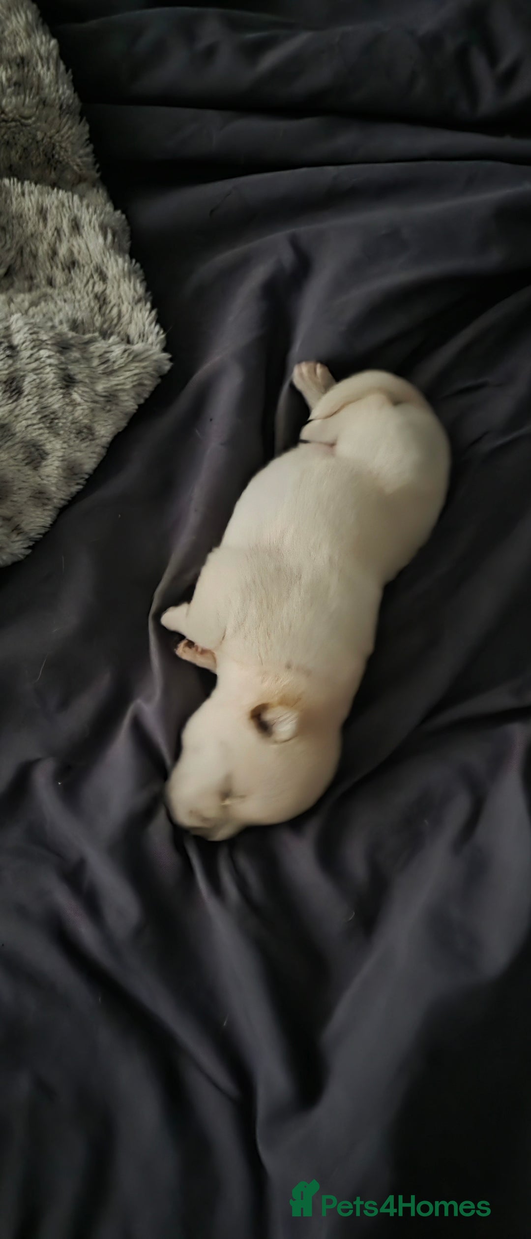 Mixed Breed dogs for sale: Chowski pups for sale - Image 15