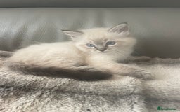 Ragdoll cats for sale: Last boy girl Hcm pkd so loving  playful cutie  - Image 32