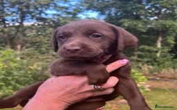 Labrador Retriever dogs for sale: STRONG CHUNKY KC CHOCOLATE PUPS HEALTH TESTED  - Image 10