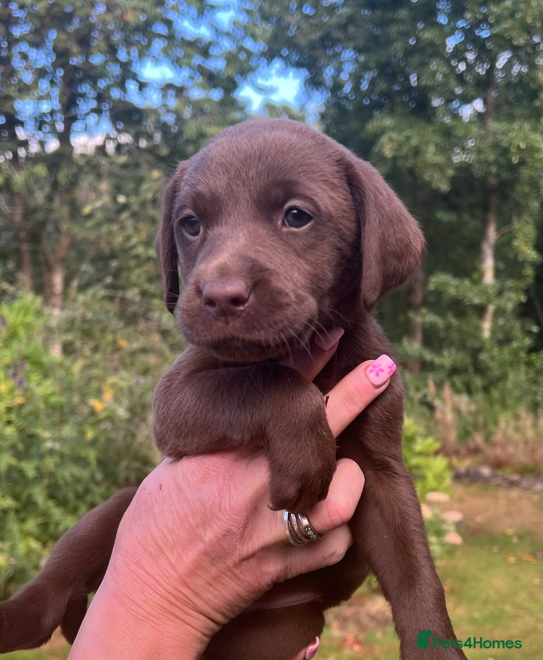 Labrador Retriever dogs for sale: STRONG CHUNKY KC CHOCOLATE PUPS HEALTH TESTED  - Image 10