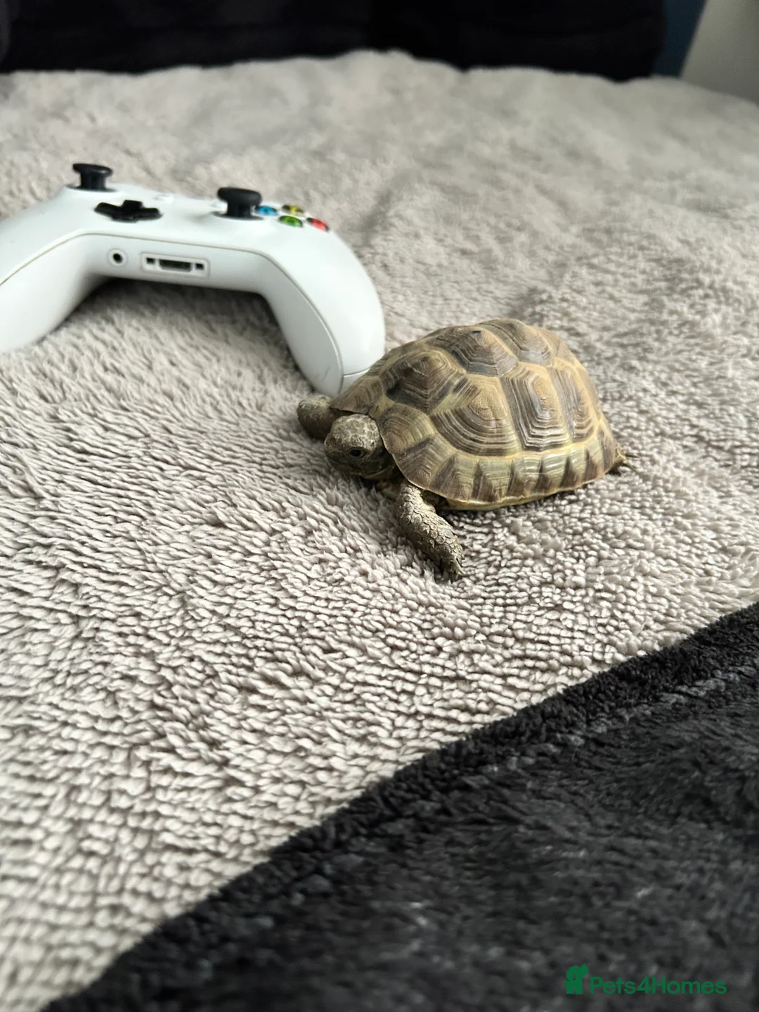 Tortoise reptiles for sale: Spur-thighed tortoise (testudo graeca)  in Hitchin - Advert 2