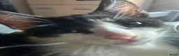 Russian Blue cats for sale: Gorgeous kittens for sale in London - Advert 1