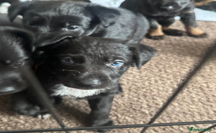 Mixed Breed dogs - Advert 1