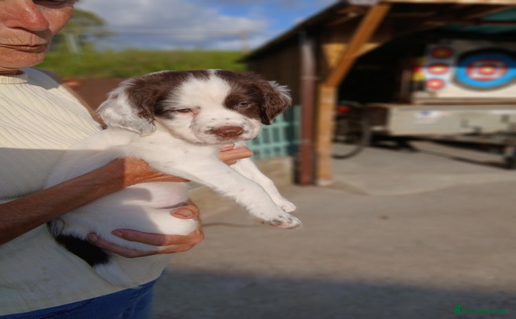 English Springer Spaniel dogs - Advert 4