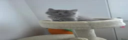 British Shorthair cats for sale: BSH adorable kittens  - Advert 7
