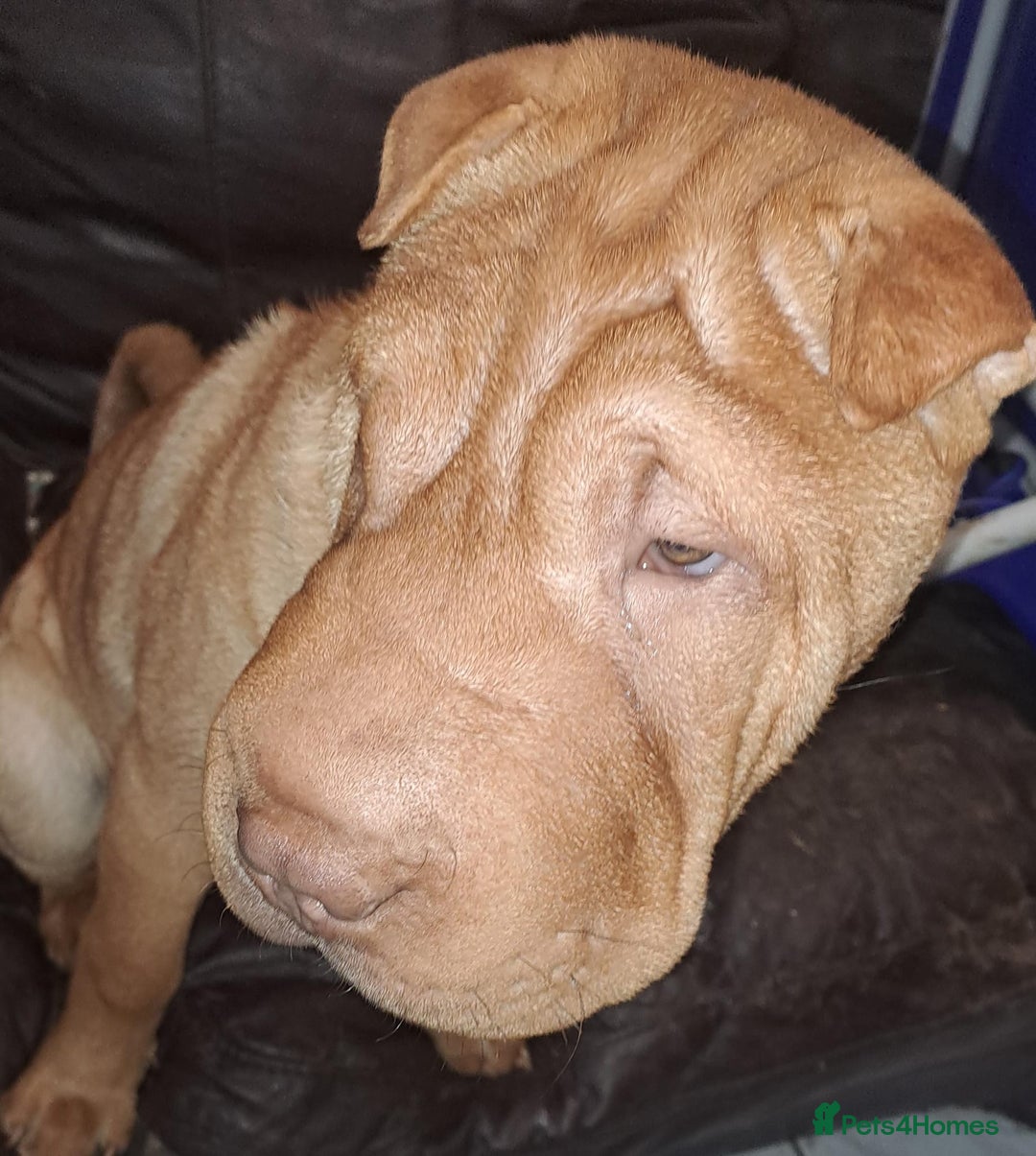 Shar Pei dogs for sale: Shar pei puppies 3 months old  - Advert 8
