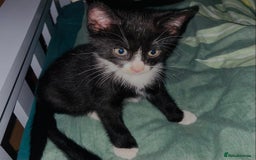 European cats for sale: Male kittens looking for loving Homes - Image 2
