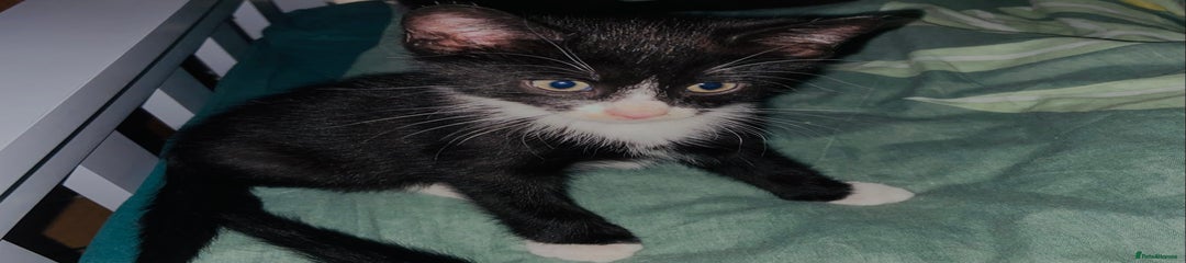 European Kitten 4