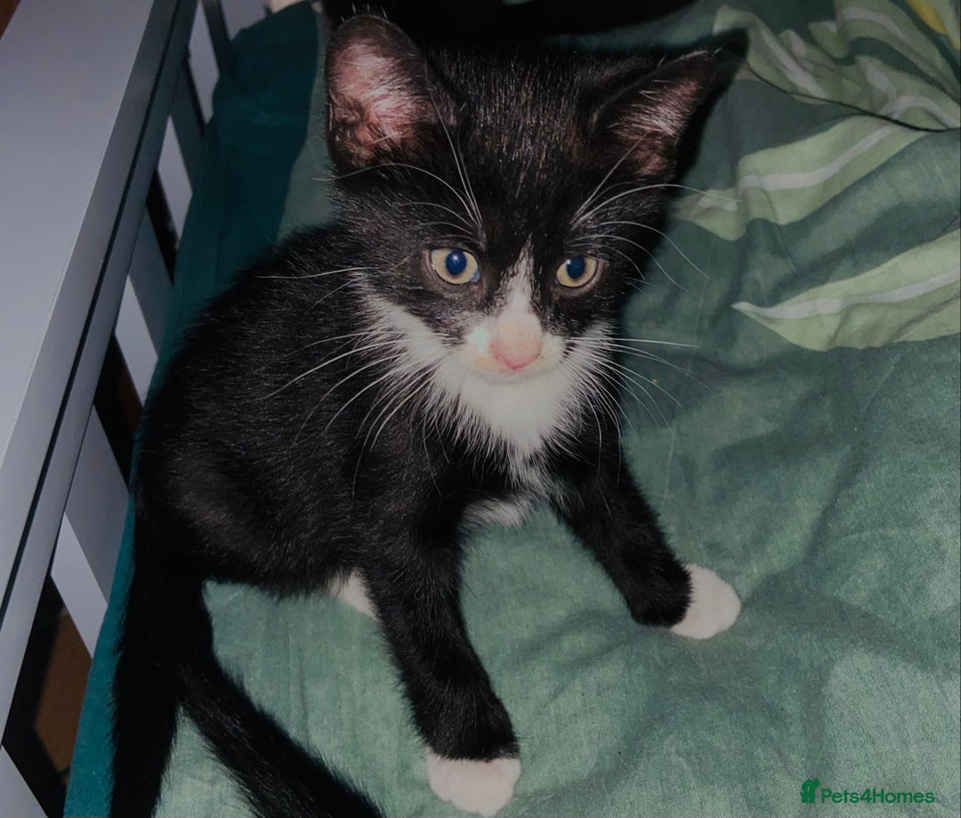 European cats for sale: Male kittens looking for loving Homes - Image 2