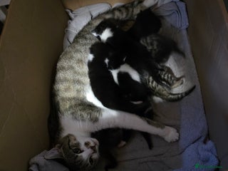 Mixed Breed cats Beautiful kittens for sale - Advert 1