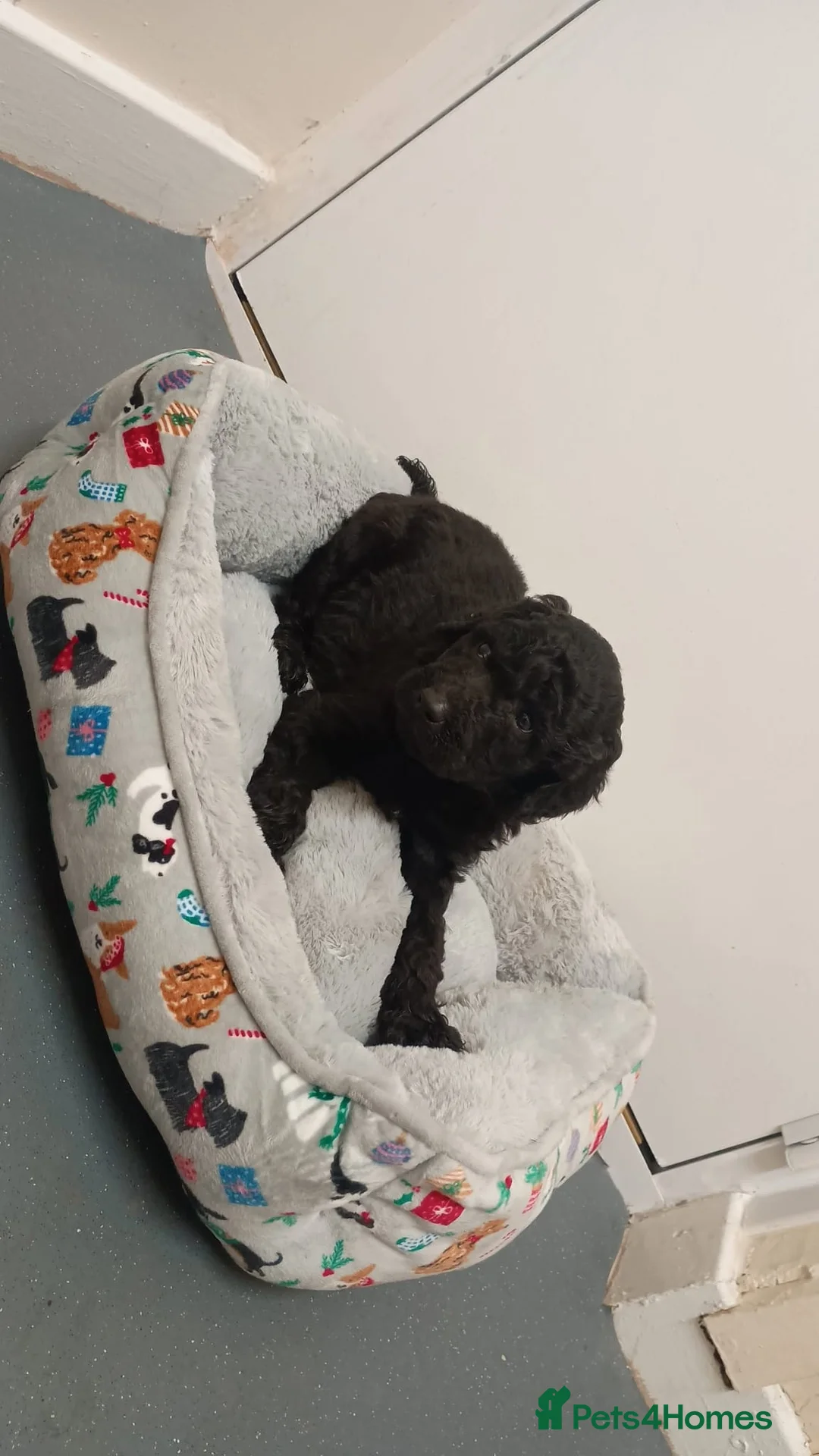 Goldendoodle dogs for sale: 4 Beautiful Goldendoodle pups, 4 months old - Advert 6