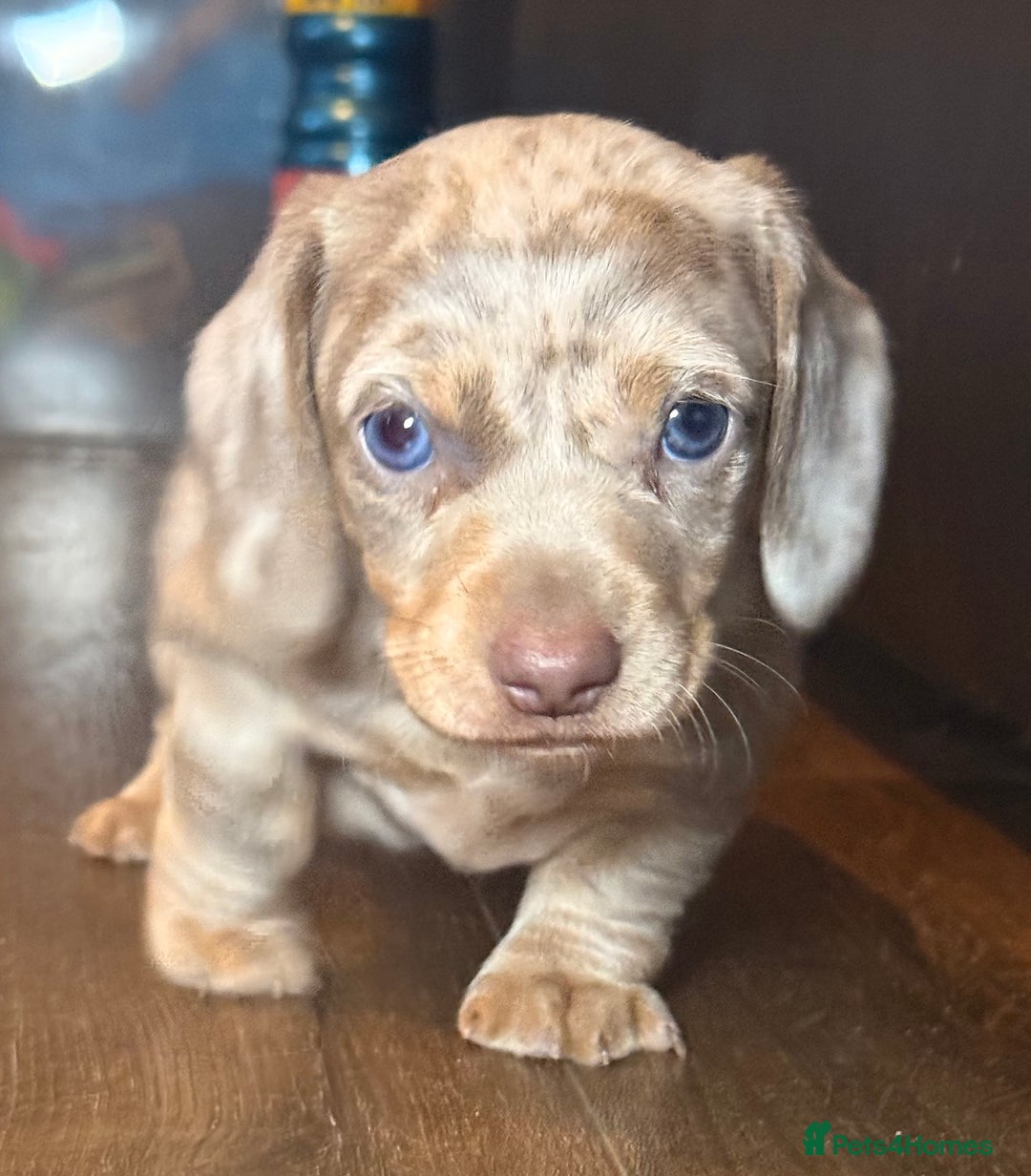 Miniature Dachshund dogs for sale: Beautiful mini dachshund  - Image 14
