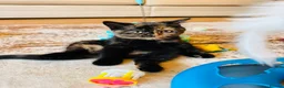 British Shorthair cats for sale: GCCF - BSH Girls - looking for forever homes  - Advert 27