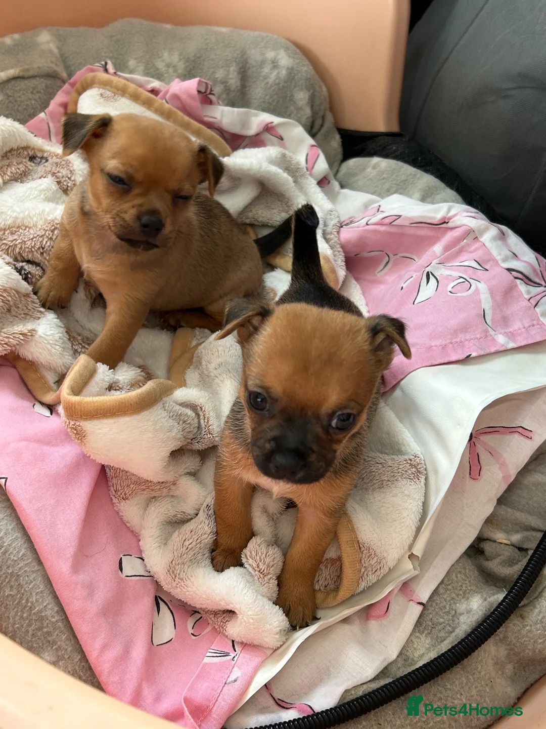 Chihuahua dogs for sale: Beautiful chihuahua puppies  - Advert 2