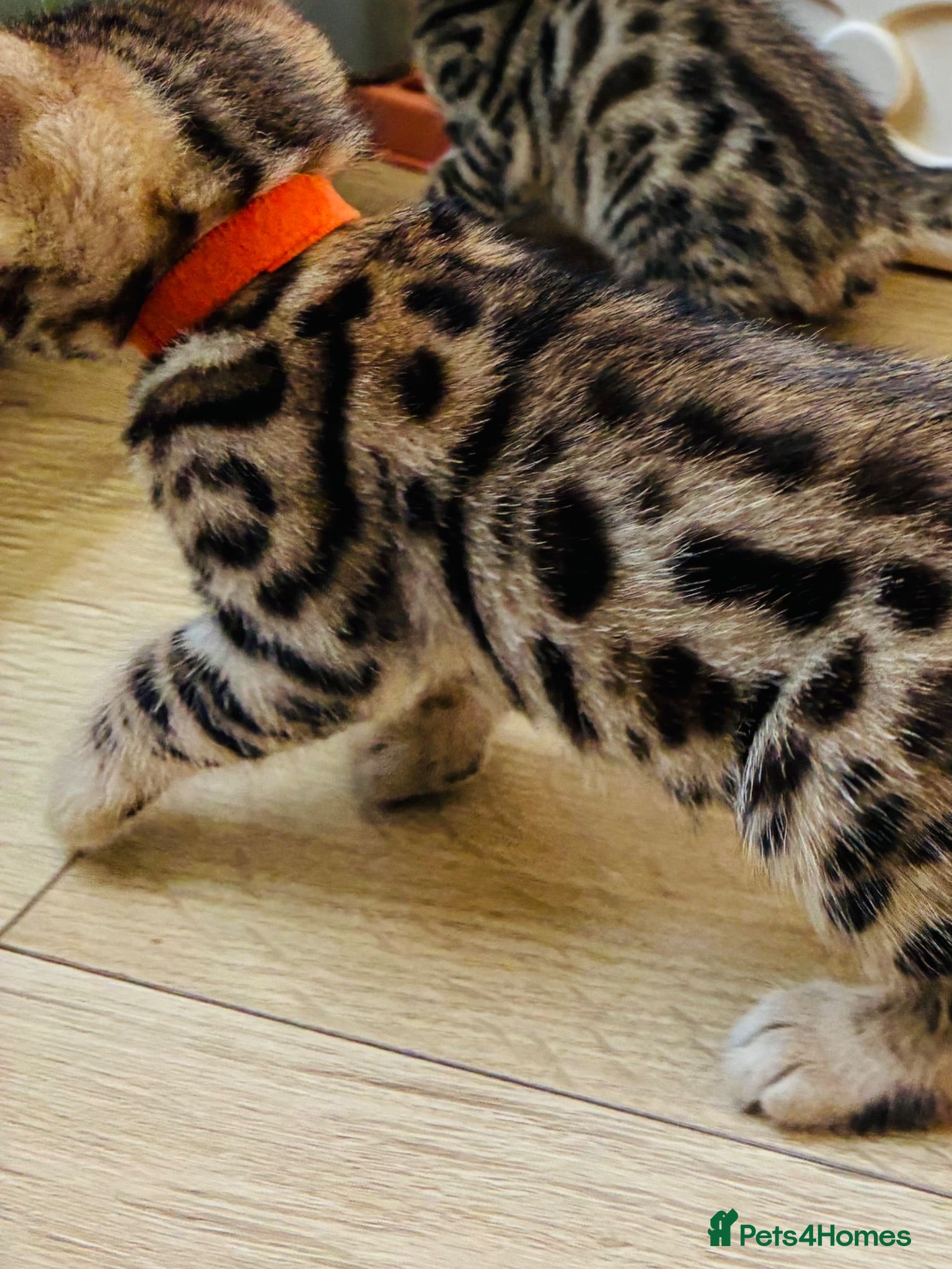 Bengal cats Stunning Bengal Kittens LAST ONE!!! - Advert 1