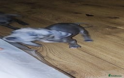 Mixed Breed dogs for sale: Caine corso/ American bully 10 weeks - Advert 4