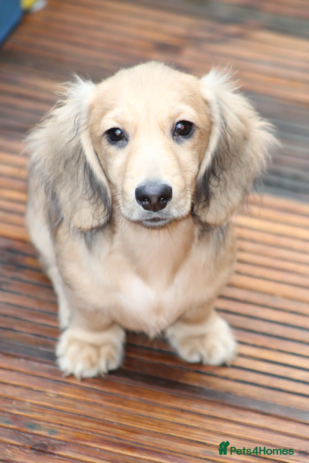 Miniature Dachshund dogs for sale: Cream  Long Hair  - Advert 6