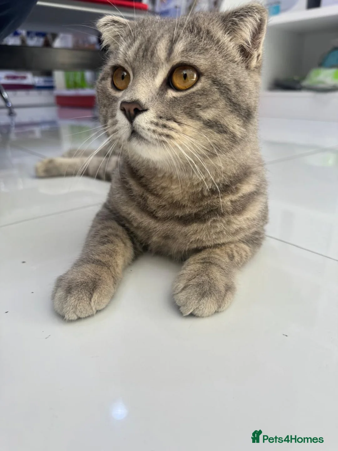 Mixed Breed cats for adoption: BOB - AMAZING LOOKING KITTEN MIX BSH SCOTTISH ?? - Advert 3