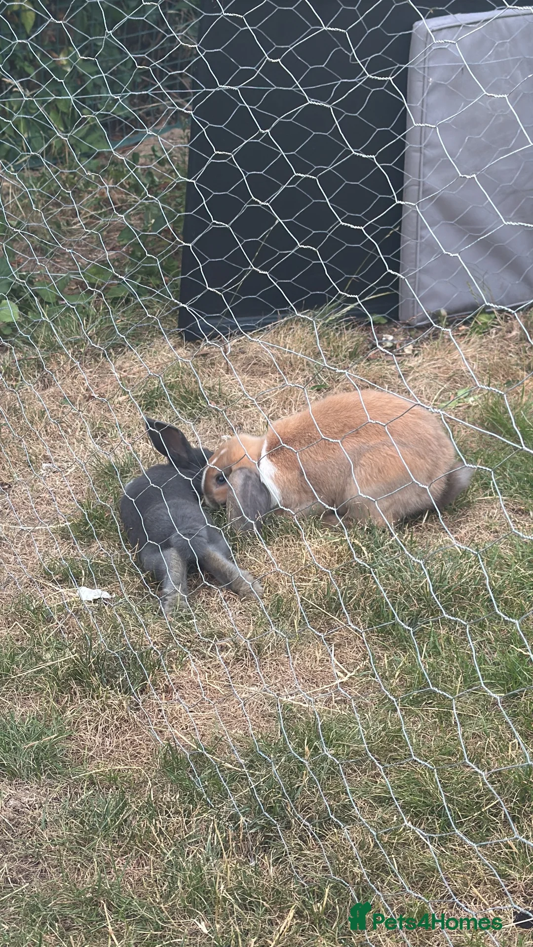 Mixed Breed rabbits for sale: 3 rabbits for sale  - Advert 5