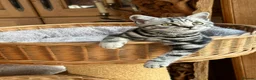 British Shorthair cats for sale: British shorthair Silver tabby  - Advert 35