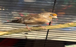 Finches birds for sale: Goldfinch mule  - Image 3