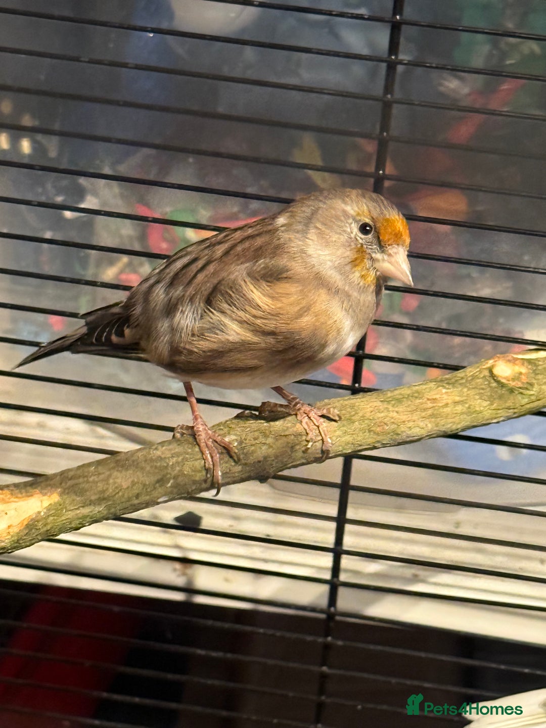 Finches birds for sale: Goldfinch mule  - Image 3