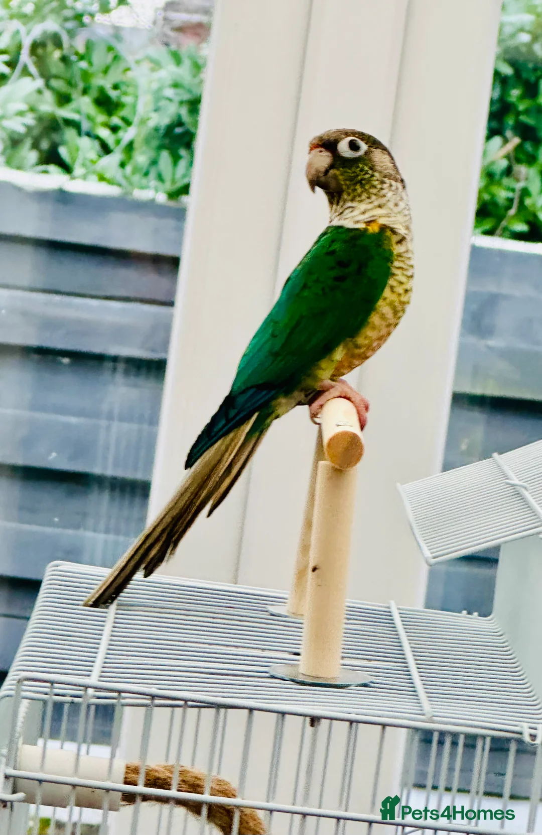 Conures birds for sale: RARE Colours Conures - Advert 1