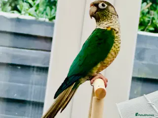 Conures birds RARE Colours Conures - Advert 4