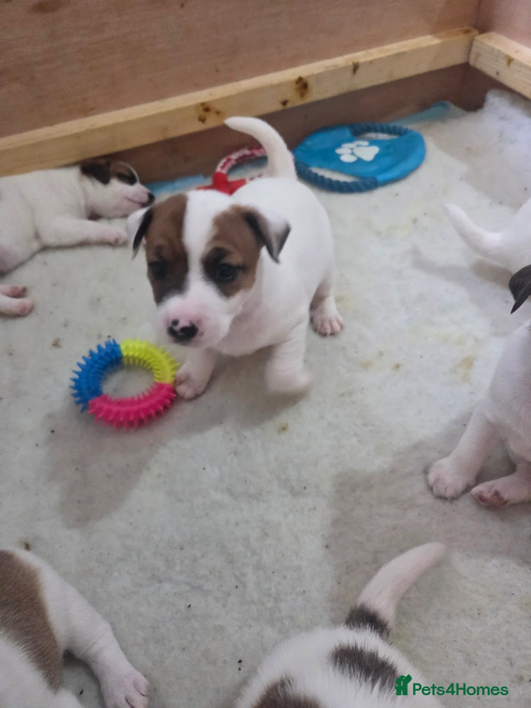 Parson Russell dogs for sale: 5 Parsons Russell's for sale - Advert 17