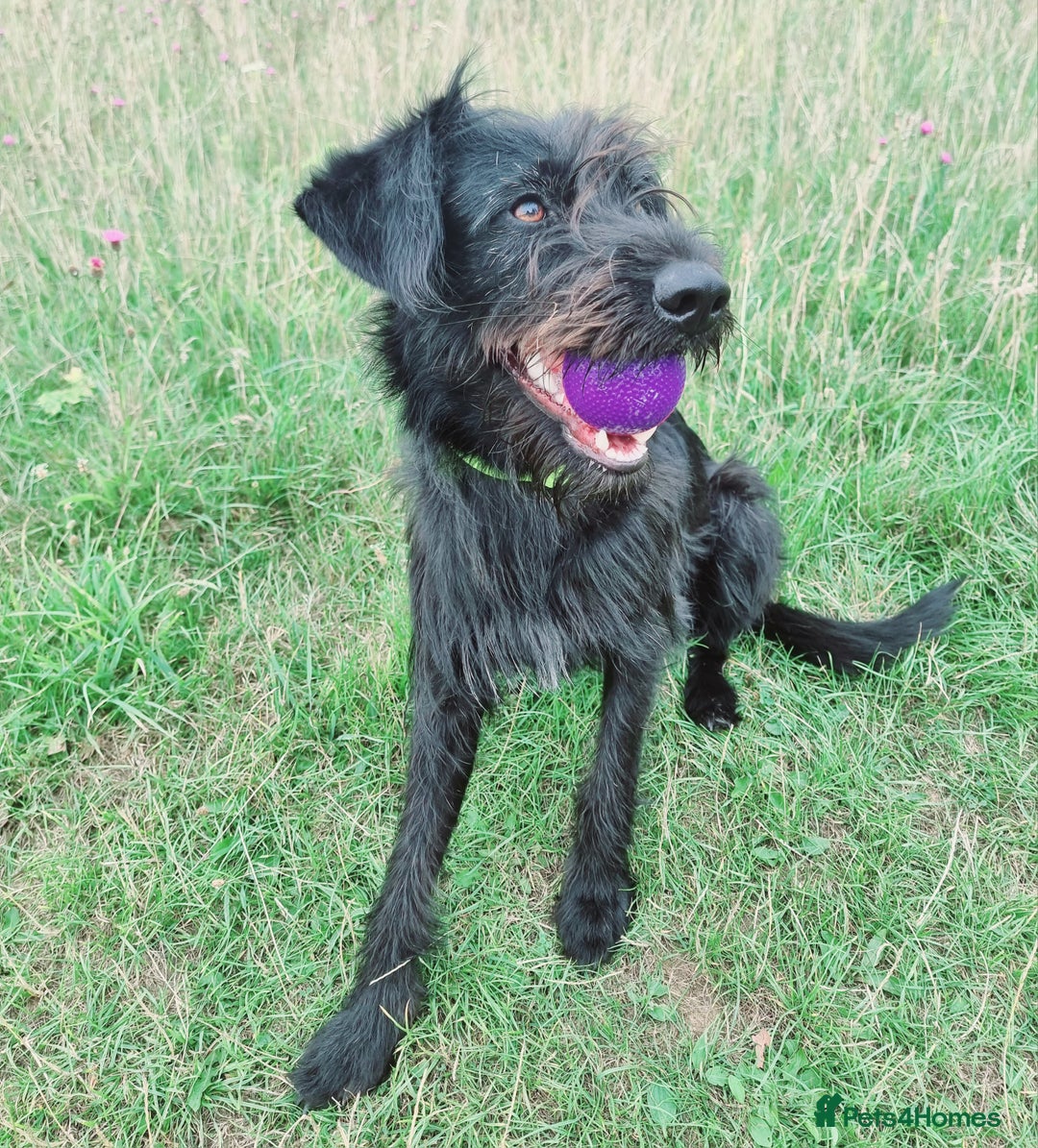 Mixed Breed dogs for sale: Shepadoodle  - Image 4