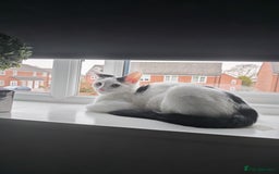Khao Manee cats for sale: Female mixed 7 months old  - Image 1
