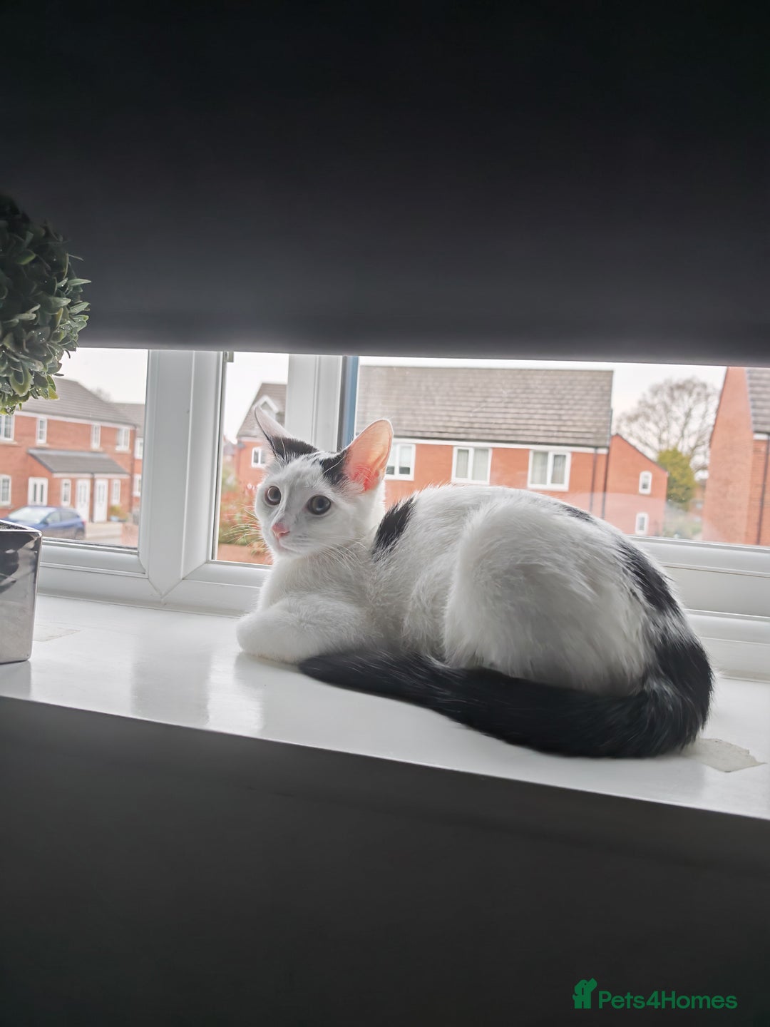 Khao Manee cats for sale: Female mixed 7 months old  - Image 1