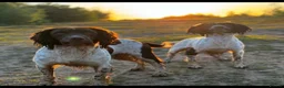English Springer Spaniel dogs for sale: Beautiful Kc Registered Springer Pups..  - Advert 1