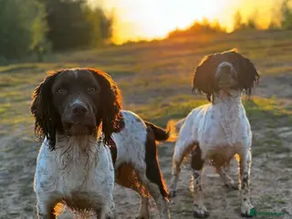 English Springer Spaniel dogs for sale: Beautiful Kc Registered Springer Pups.. - Advert 1