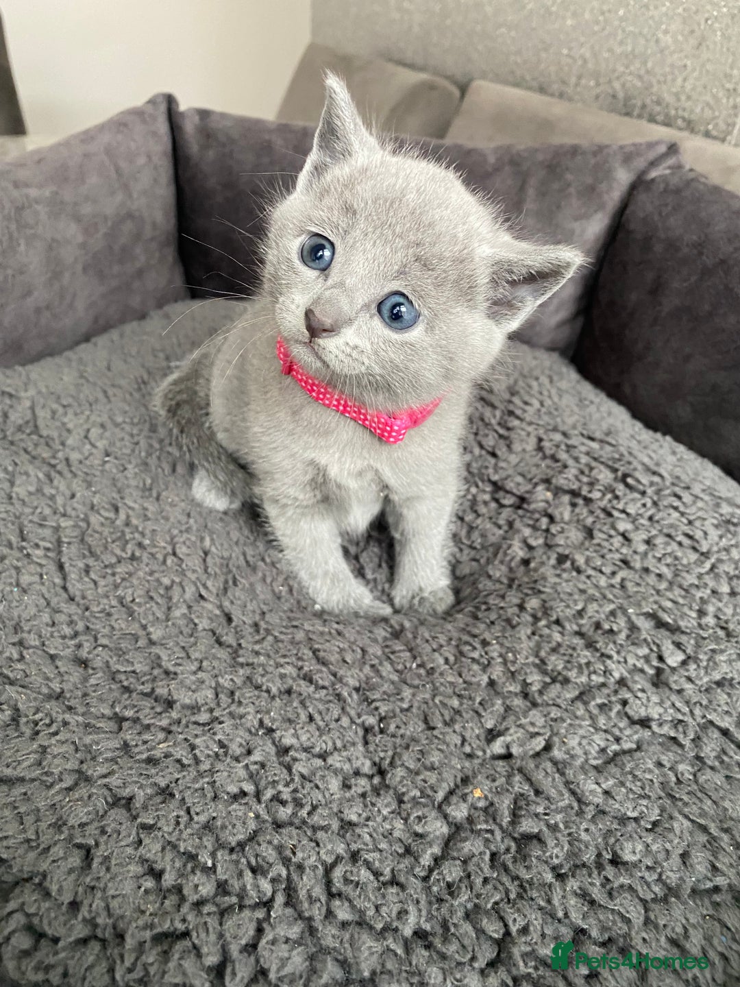 Russian Blue cats for sale: Russian blue kittens  - Advert 33