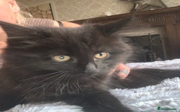 Maine Coon cats for sale: Maine coon cuties  - Image 3