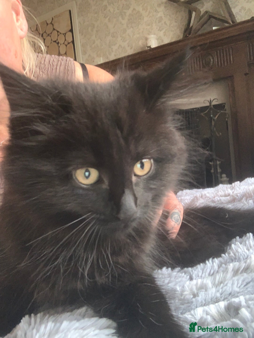 Maine Coon cats for sale: Maine coon cuties  - Image 3