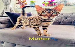 Bengal cats for sale: 🐾Gorgeous Pure Bengals Ready Now🐾 - Image 2
