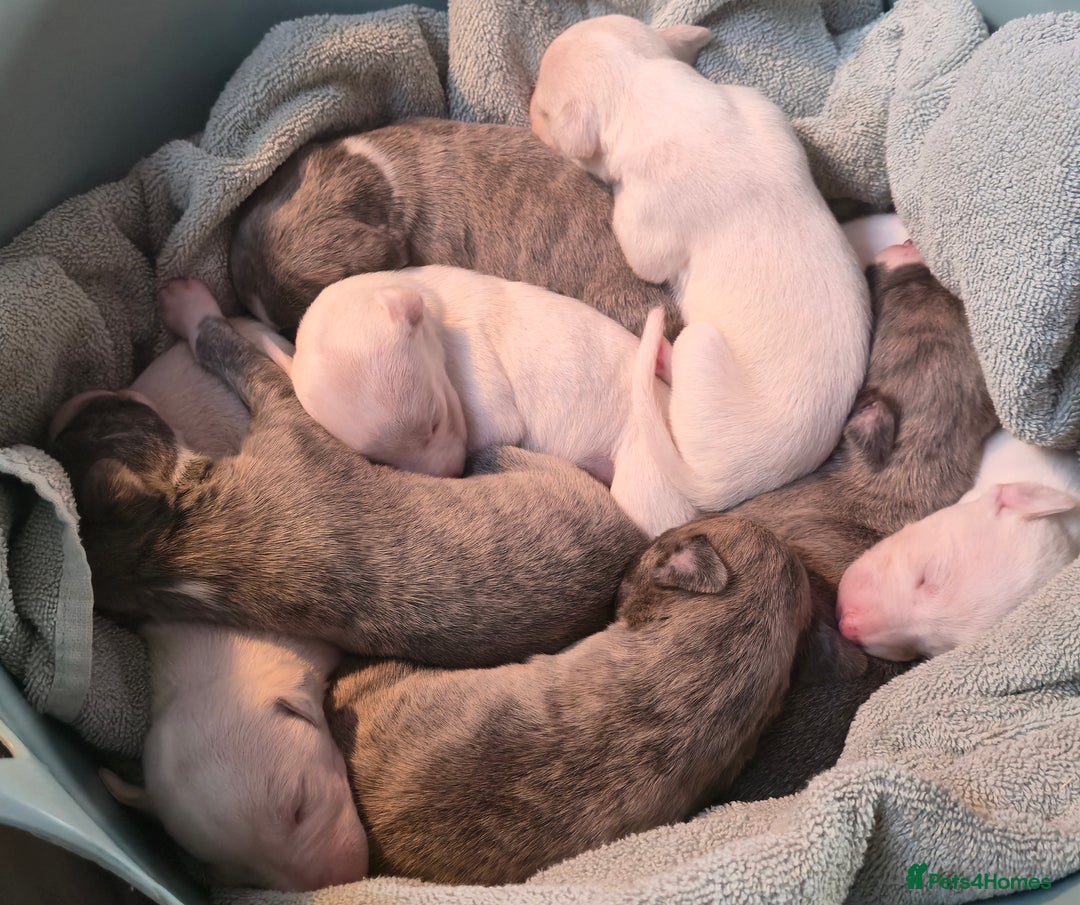 Whippet dogs for sale: KC Registered Small Whippet Puppies - Advert 19