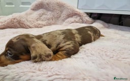 Miniature Dachshund dogs for sale: Only 4 left! Adorable Mini Dachshund Puppies 🐾🐶 - Image 23