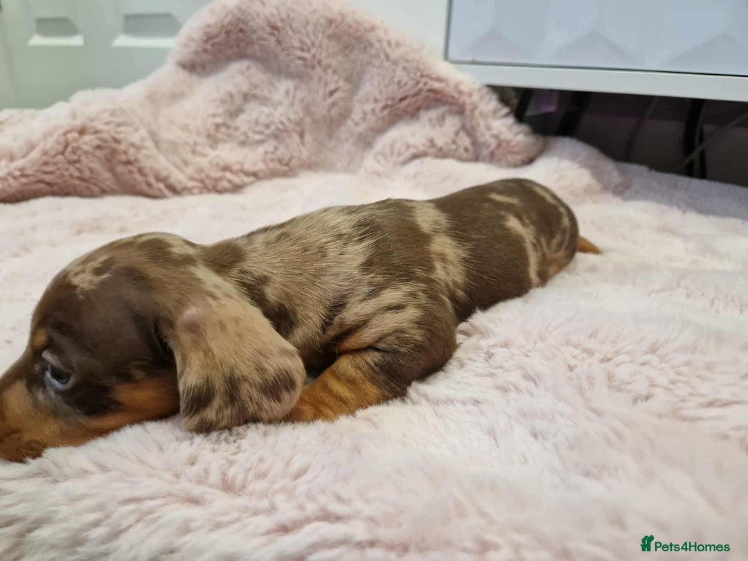 Miniature Dachshund dogs for sale: Only 4 left! Adorable Mini Dachshund Puppies 🐾🐶 - Image 23