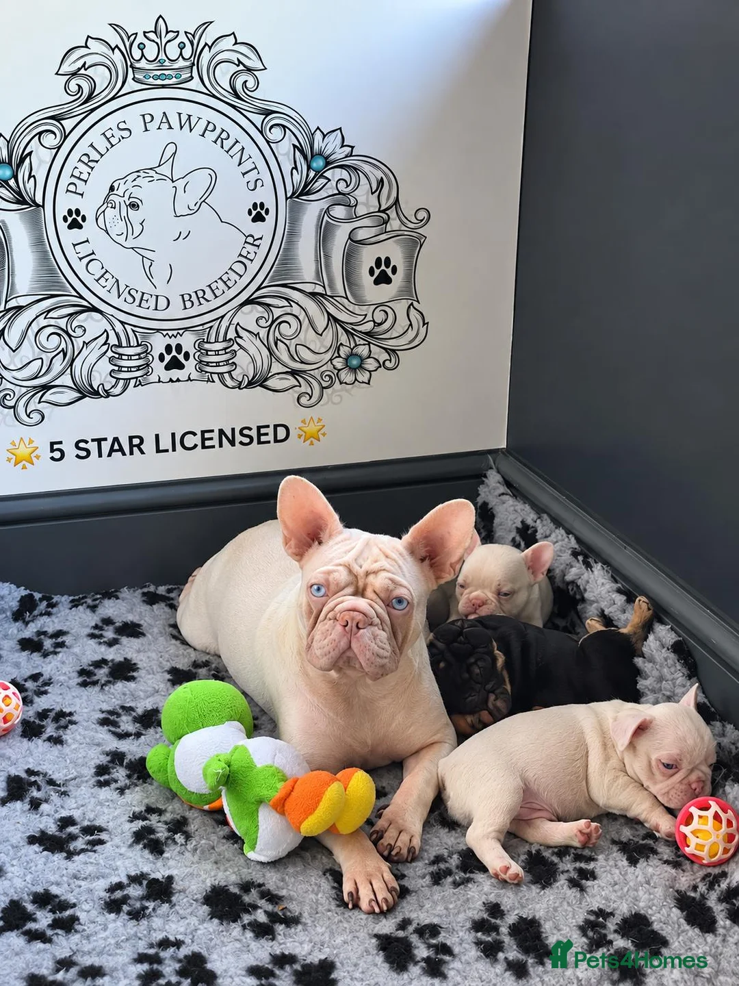French Bulldog dogs for sale: Beautiful French Bulldog Puppies 🐶  in Burton-on-Trent - Advert 3